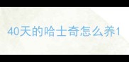 40天的哈士奇怎么养