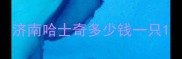 济南哈士奇多少钱一只