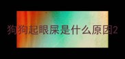 狗狗起眼屎是什么原因