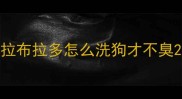 拉布拉多怎么洗狗才不臭