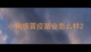 小狗感冒疫苗会怎么样