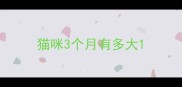 猫咪3个月有多大