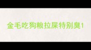 金毛吃狗粮拉屎特别臭