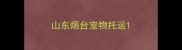 山东烟台宠物托运