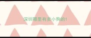 深圳哪里有卖小狗的