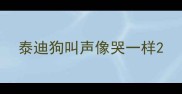 泰迪狗叫声像哭一样
