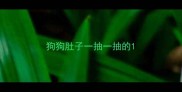狗狗肚子一抽一抽的