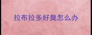 拉布拉多好臭怎么办