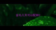 金毛几天可以配种