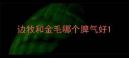 边牧和金毛哪个脾气好