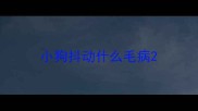 小狗抖动什么毛病