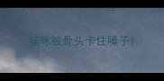 猫咪被骨头卡住嗓子