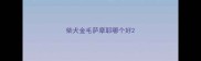 柴犬金毛萨摩耶哪个好