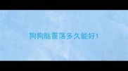 狗狗脑震荡多久能好