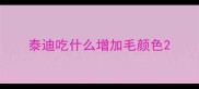 泰迪吃什么增加毛颜色