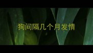 狗间隔几个月发情