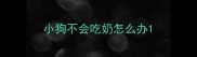 小狗不会吃奶怎么办