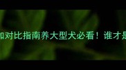 哈士奇VS阿拉斯加对比指南养大型犬必看谁才是你家的C位选择