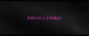 狗狗为什么会得螨虫