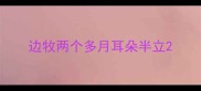 边牧两个多月耳朵半立