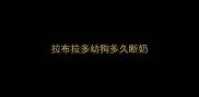 拉布拉多幼狗多久断奶