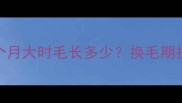 比熊犬五个月大时毛长多少换毛期护理全攻略