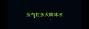 拉布拉多犬脚冰凉
