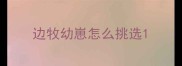 边牧幼崽怎么挑选