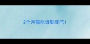 2个月猫吃饭勤淘气