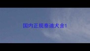 国内正规泰迪犬舍