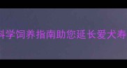 拉布拉多寿命有多长科学饲养指南助您延长爱犬寿命附健康护理秘籍