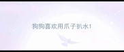 狗狗喜欢用爪子扒水