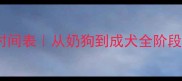 萨摩耶成长时间表从奶狗到成犬全阶段护理指南