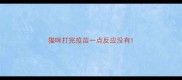猫咪打完疫苗一点反应没有