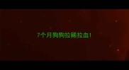 7个月狗狗拉稀拉血