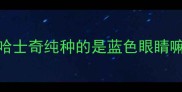 哈士奇纯种的是蓝色眼睛嘛