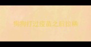 狗狗打过疫苗之后拉稀