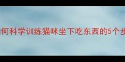 家庭训练法如何科学训练猫咪坐下吃东西的5个步骤与常见误区