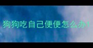 狗狗吃自己便便怎么办