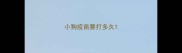 小狗疫苗要打多久