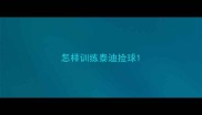 怎样训练泰迪捡球