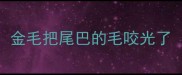金毛把尾巴的毛咬光了