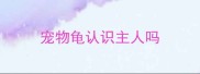 宠物龟认识主人吗
