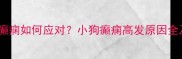 症状频繁发作的癫痫如何应对小狗癫痫高发原因全及家庭护理指南
