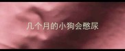 几个月的小狗会憋尿
