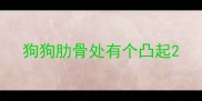狗狗肋骨处有个凸起