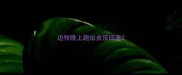 边牧晚上跑出去没回来