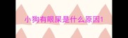 小狗有眼屎是什么原因