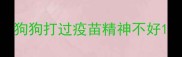 狗狗打过疫苗精神不好