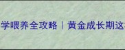德牧幼犬0-6月科学喂养全攻略黄金成长期这样喂才健康